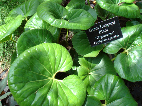 Farfugium japonicum f. giganteum