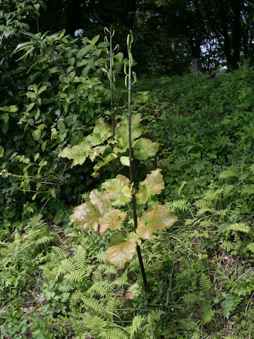 Cardiocrinum cordatum var. glehnii