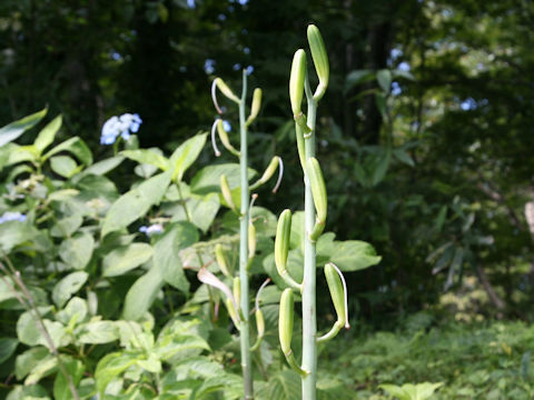 Cardiocrinum cordatum var. glehnii