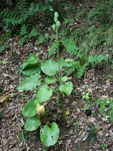 Cardiocrinum cordatum var. glehnii