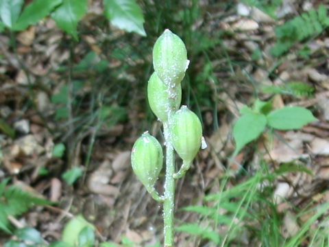 Cardiocrinum cordatum var. glehnii