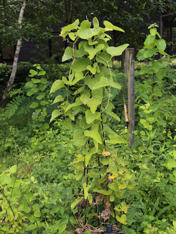 Aristolochia kaempferi