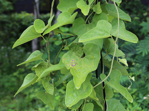 Aristolochia kaempferi