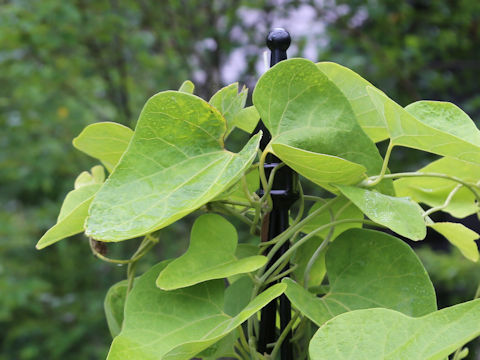 Aristolochia kaempferi
