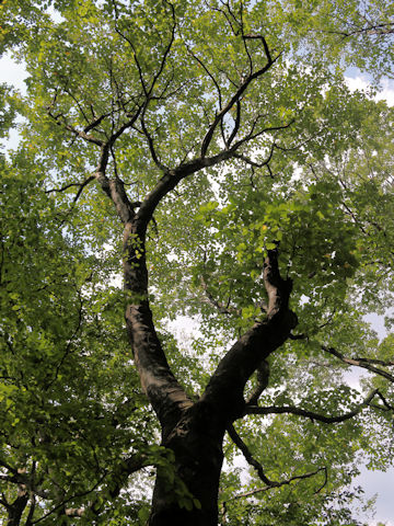 Malus tschonoskii
