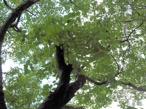 Malus tschonoskii