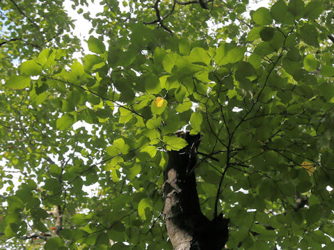 Malus tschonoskii
