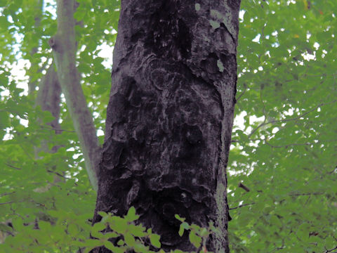 Malus tschonoskii