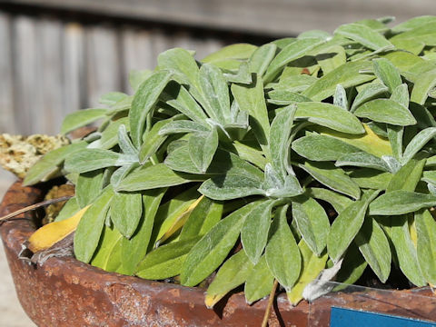 Leontopodium hayachinense var. miyabeanum