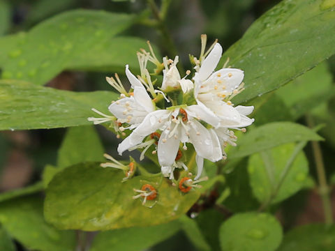 Deutzia naseana var. naseana