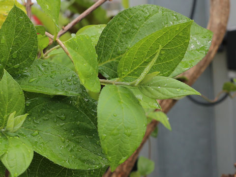 Deutzia naseana var. naseana
