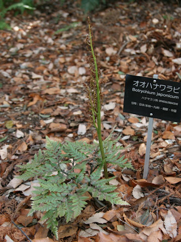 Botrychium japonicum