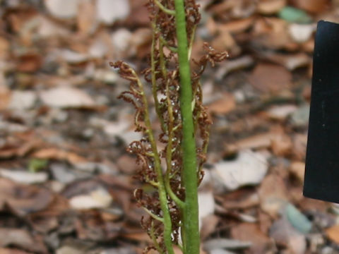 Botrychium japonicum