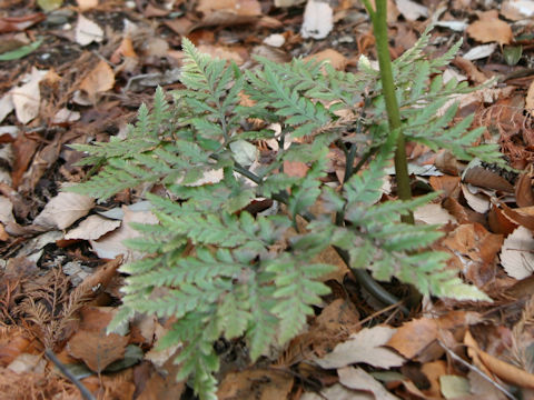 Botrychium japonicum