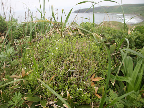 Moehringia lateriflora
