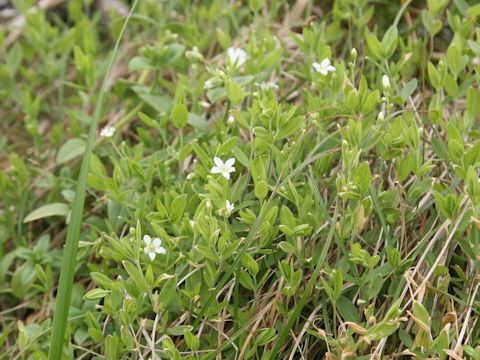 Moehringia lateriflora