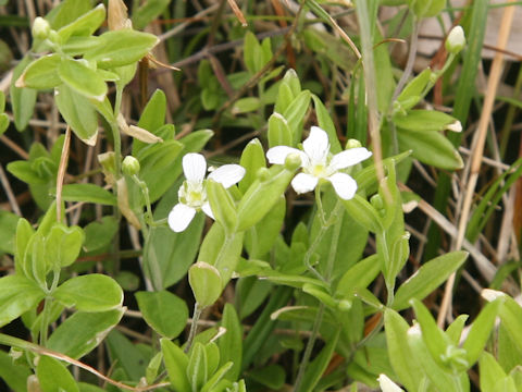 Moehringia lateriflora