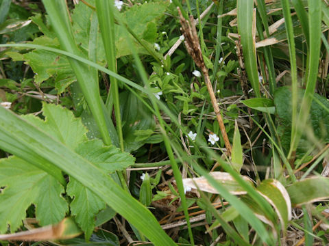 Moehringia lateriflora