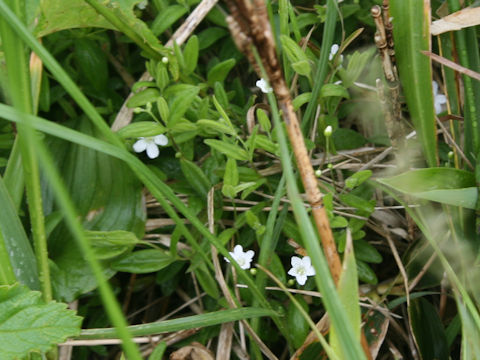 Moehringia lateriflora