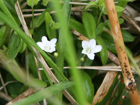 Moehringia lateriflora
