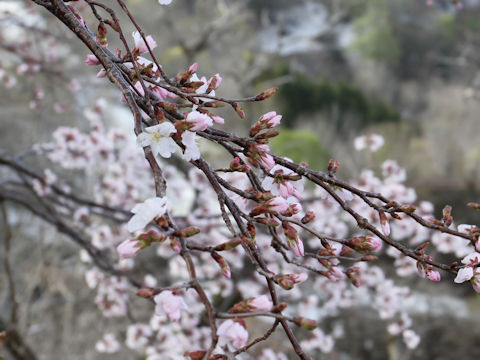 Prunus sargentii