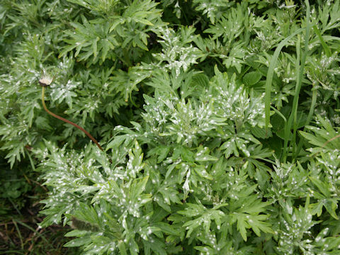 Artemisia montana