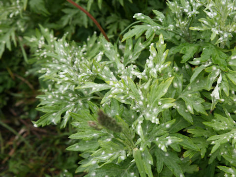 Artemisia montana