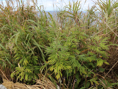 Artemisia montana