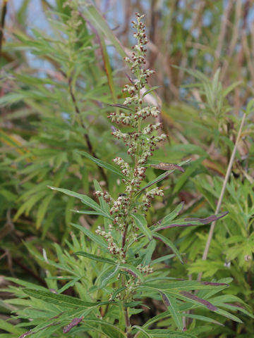 Artemisia montana