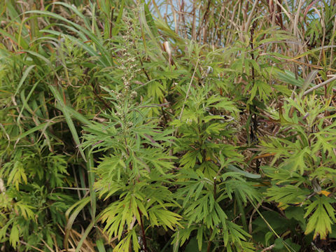 Artemisia montana