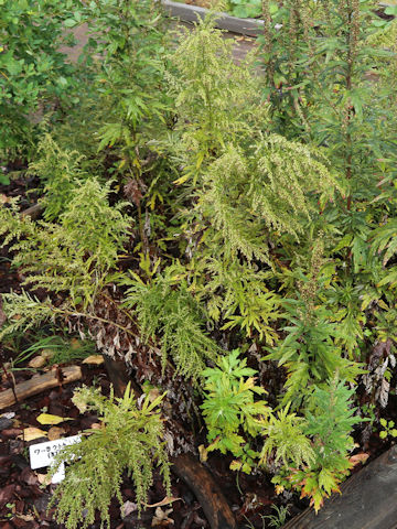 Artemisia montana