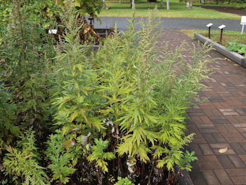 Artemisia montana