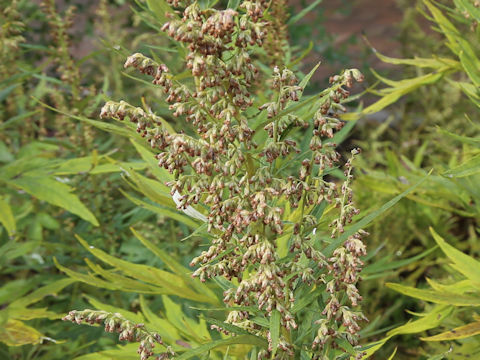Artemisia montana