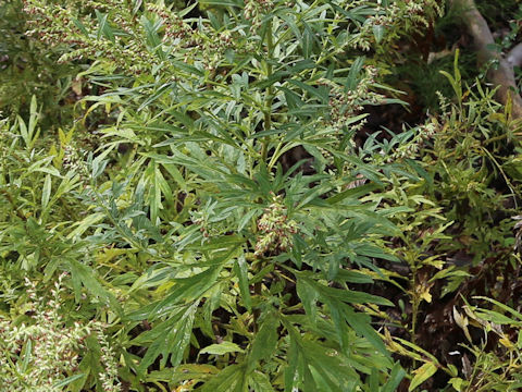 Artemisia montana