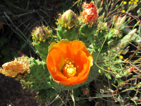 Opuntia linguiformis