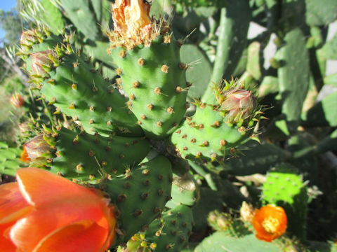 Opuntia linguiformis