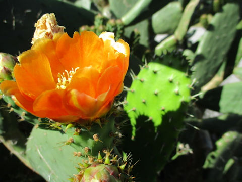 Opuntia linguiformis