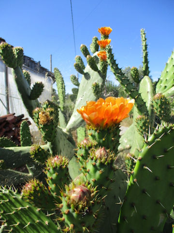 Opuntia linguiformis