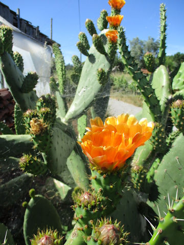 Opuntia linguiformis