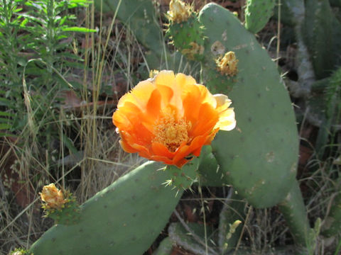 Opuntia linguiformis