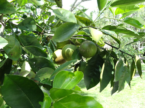 Citrus sinensis cv. Hamlin