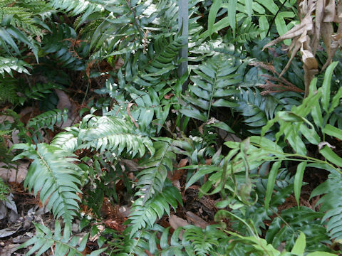 Polystichum lepidocaulon