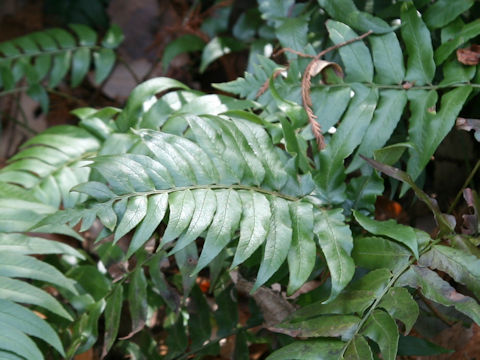 Polystichum lepidocaulon