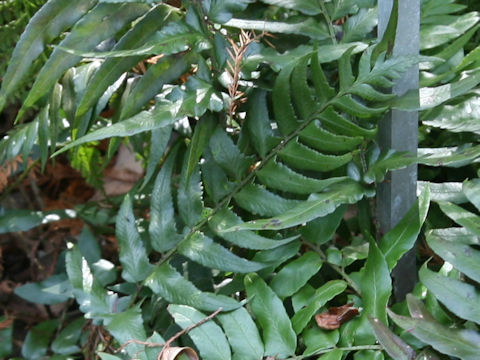 Polystichum lepidocaulon