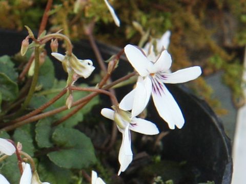 Viola stoloniflora