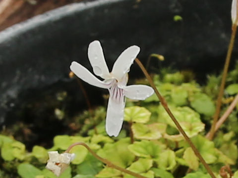 Viola stoloniflora