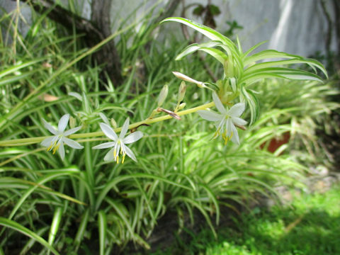 Chlorophytum comosum  cv. Vittatum