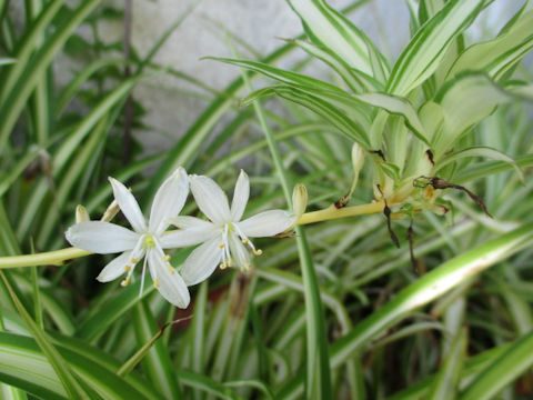 Chlorophytum comosum  cv. Vittatum