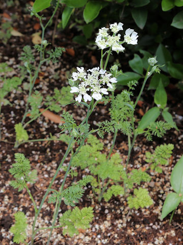 Orlaya grandiflora