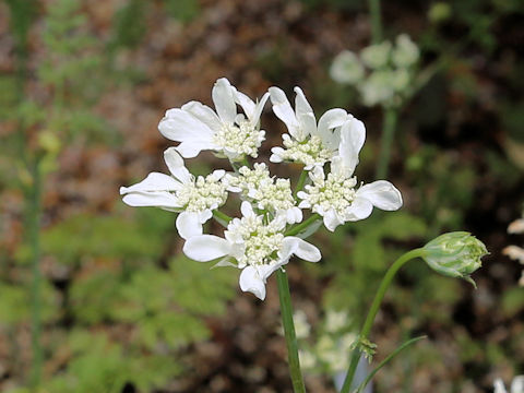 Orlaya grandiflora